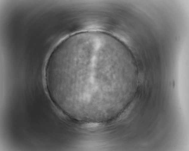 X0000088431470200706051221