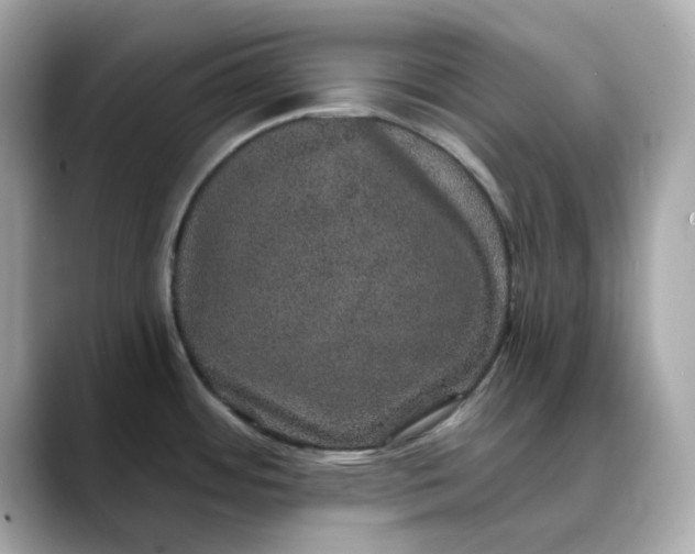 X0000088431484200706051221