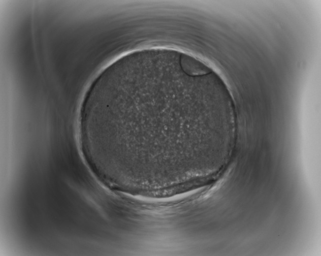 X0000088431525200706051221