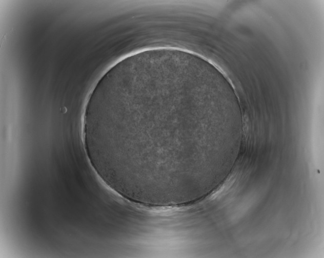 X0000088431535200706051221