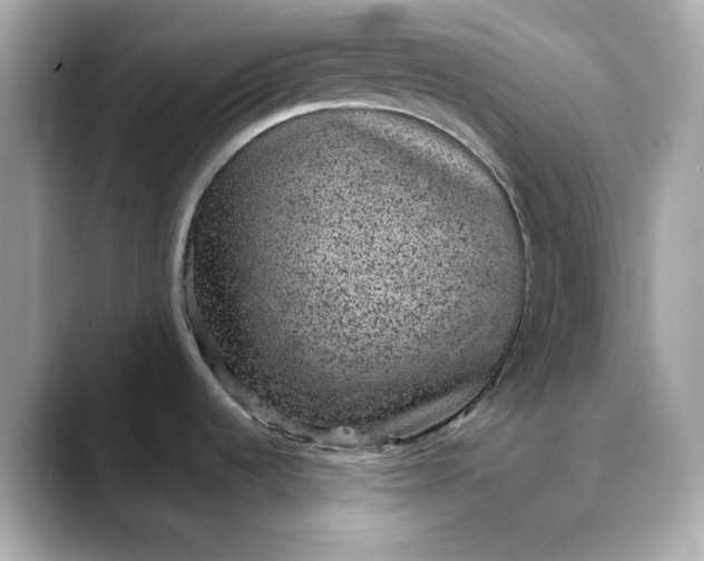 X0000088431536200706051221