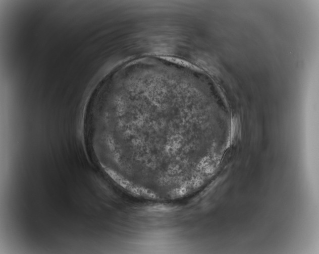 X0000088430195200706121457