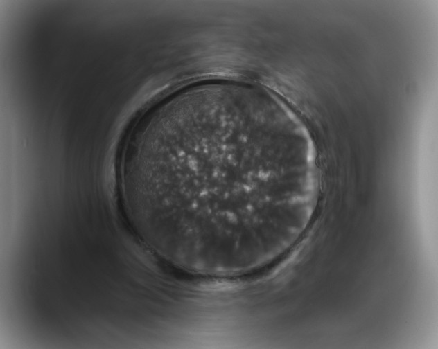 X0000088430198200706121457