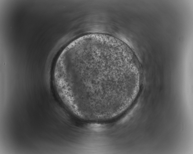 X0000088430199200706121457