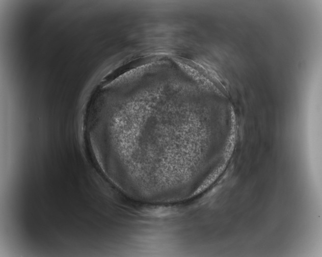 X0000088430293200706121456