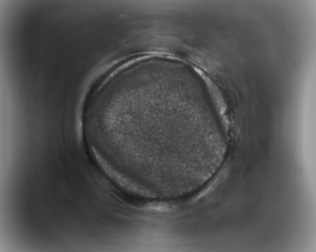 X0000088430294200706121455