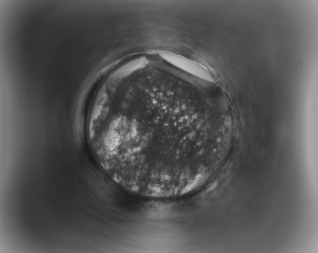 X0000088430343200706121455