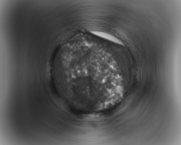 X0000088430366200706121455