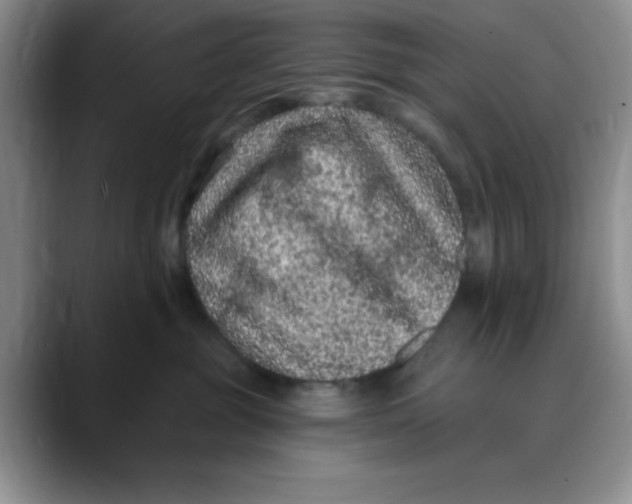 X0000088430381200706121455