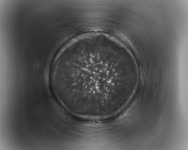 X0000088430386200706121454