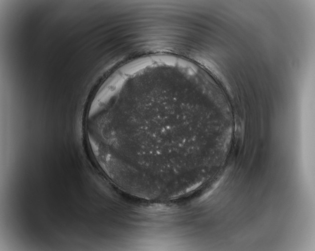 X0000088430390200706121454