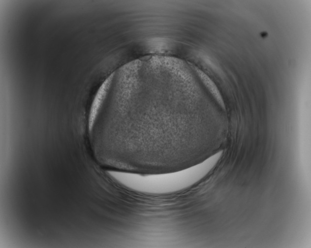 X0000088430413200706121454