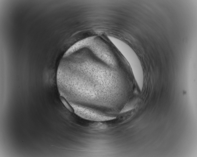 X0000088430421200706121454