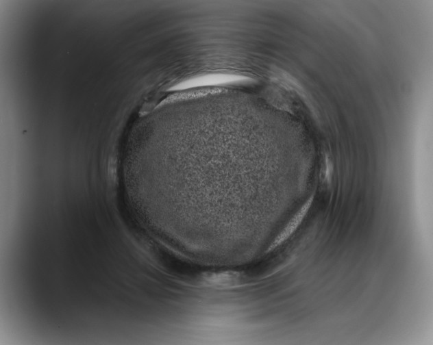 X0000088430452200706121454