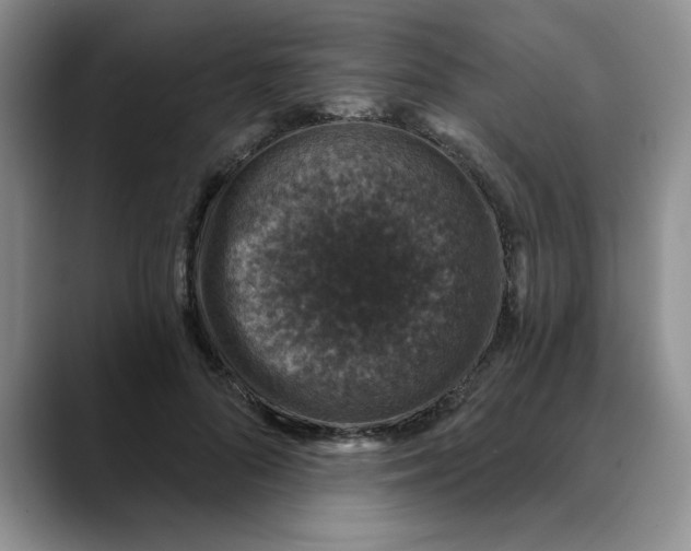 X0000088430696200706121451