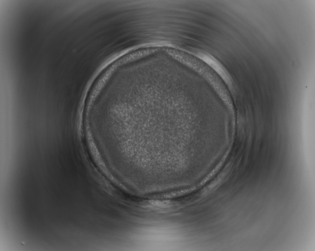 X0000088431052200706121447