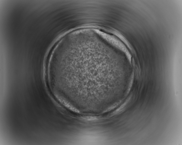 X0000088431101200706121446