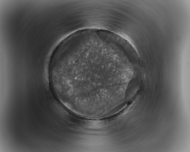 X0000088431120200706121446