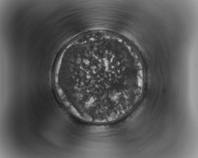 X0000088431121200706121446