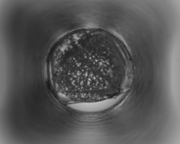 X0000088431171200706121445