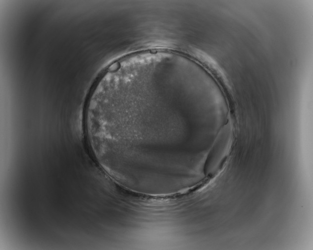 X0000088431174200706121445