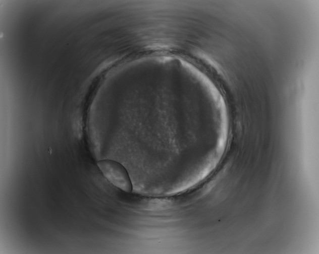 X0000088431306200706121443