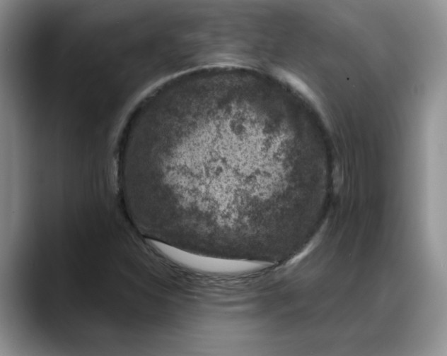 X0000088431310200706121443