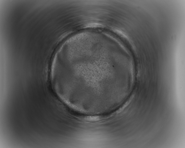 X0000088431313200706121443