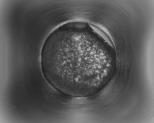 X0000088431335200706121444