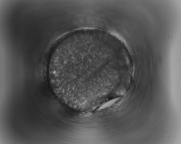 X0000088431352200706121443