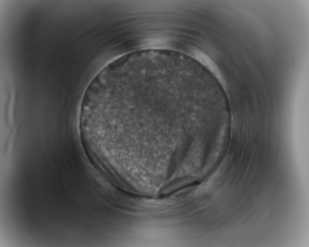 X0000088431386200706121443