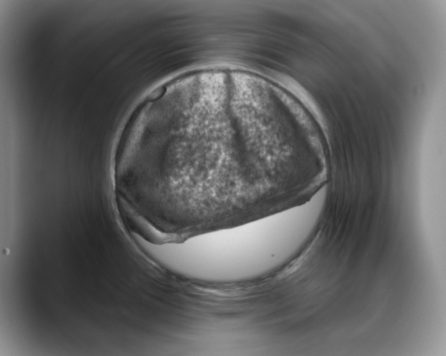 X0000088431388200706121443