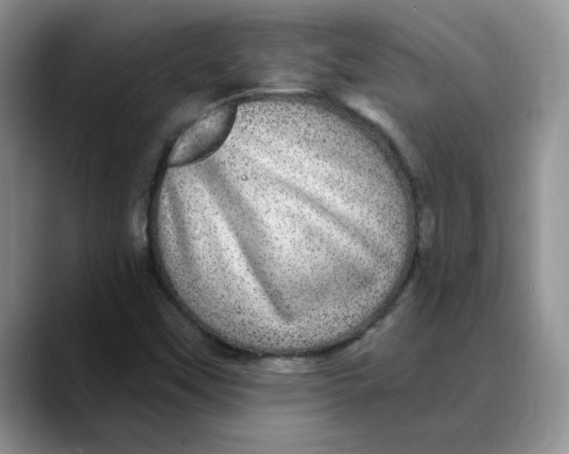 X0000088431451200706121442