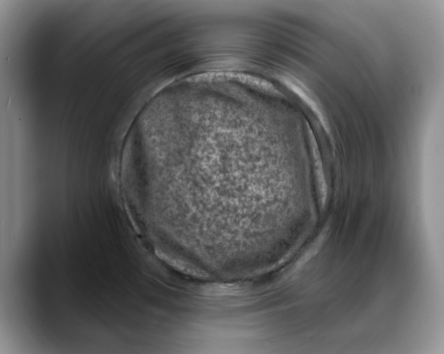 X0000088431481200706121442