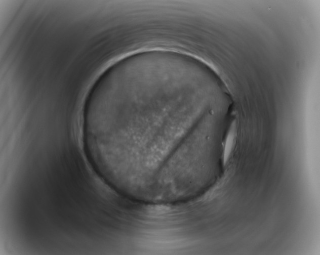 X0000088431515200706121441