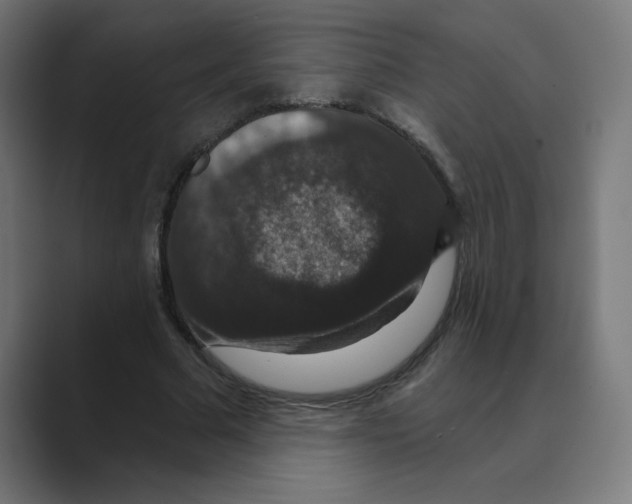 X0000088430681200706191234