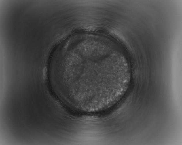X0000088430689200706191234