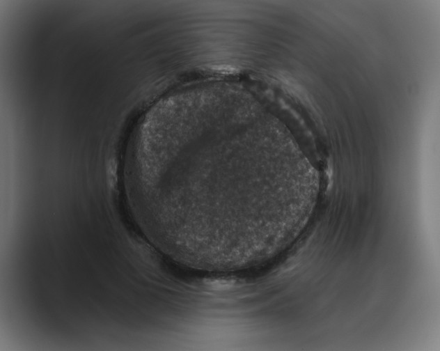 X0000088430693200706191234