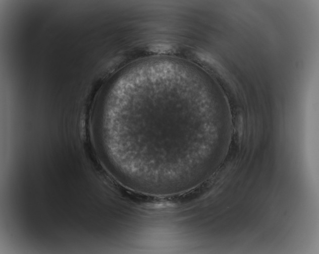 X0000088430696200706191234