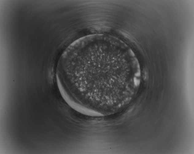 X0000088430915200706191231