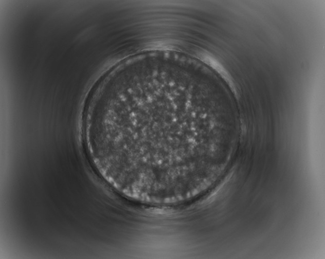 X0000088430994200706191231