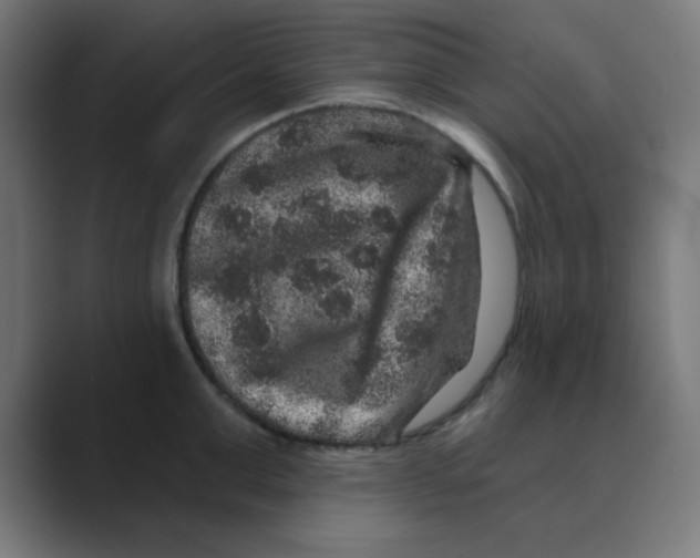 X0000088430999200706191231