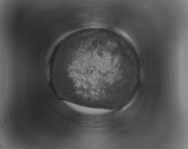 X0000088431310200706191227