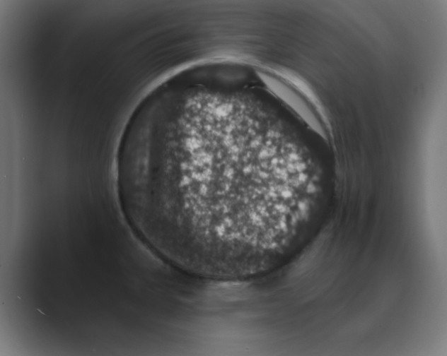X0000088431335200706191227