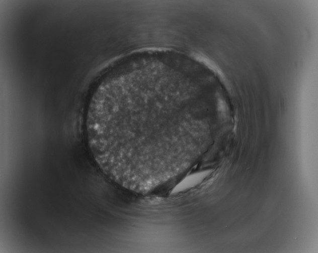 X0000088431352200706191226