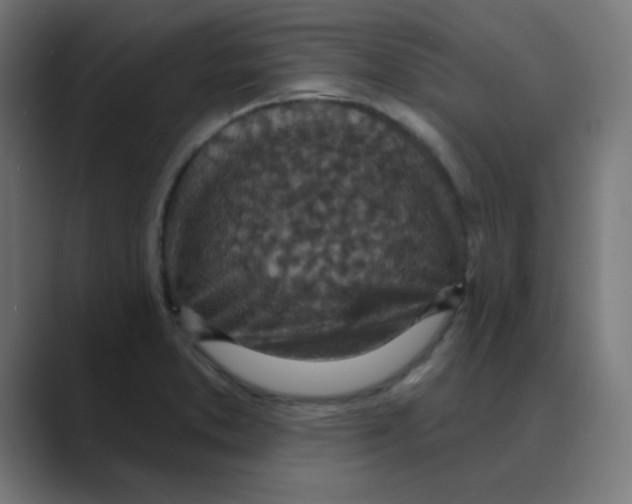 X0000088431373200706191226