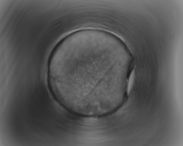 X0000088431515200706191224