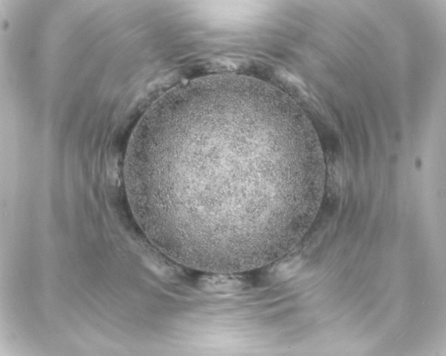 X0000088440331200705291614