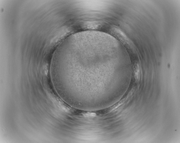 X0000088440374200705291613