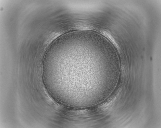 X0000088440433200705291611